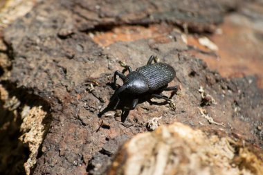Brezilya 'nın Rio de Janeiro şehrinde hindistan cevizi gözü meraklısı (Rhynchophorus palmarum) olarak bilinen böcek.