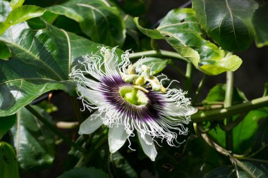 Tutku çiçeği (Passiflora edulis) Bombus atratus arısı ve Afrika arısı Apis mellifera scutellata tarafından tozlaştırılıyor.