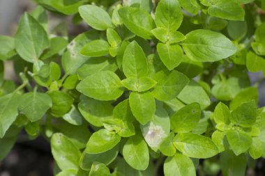 Basil bitkisi (Ocimum Basilicum L. - Lamiaceae), çok sayıda yaprağın görülebildiği yerde, arka planda veya ekildiği yerde..