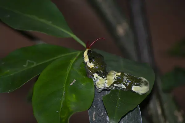 Papilio kresphontes kelebeğinin tırtıl sahnesi Rio de Janeiro, Brezilya.