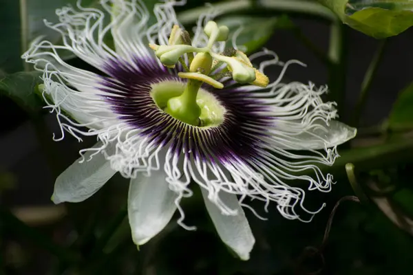 Tutku çiçeği (Passiflora edulis) Bombus atratus arısı ve Afrika arısı Apis mellifera scutellata tarafından tozlaştırılıyor.