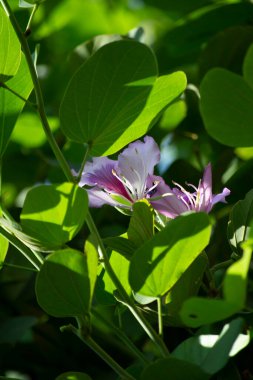 Yapraklar, meyveler, çiçekler, pata-de-vaca olarak bilinen ağacın tohumları (Bauhinia variegata)