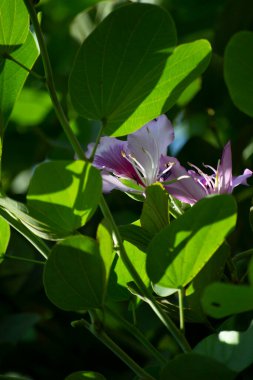 Yapraklar, meyveler, çiçekler, pata-de-vaca olarak bilinen ağacın tohumları (Bauhinia variegata)