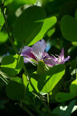 Yapraklar, meyveler, çiçekler, pata-de-vaca olarak bilinen ağacın tohumları (Bauhinia variegata)