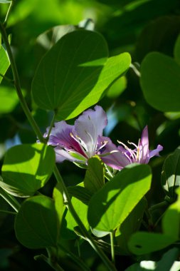 Yapraklar, meyveler, çiçekler, pata-de-vaca olarak bilinen ağacın tohumları (Bauhinia variegata)