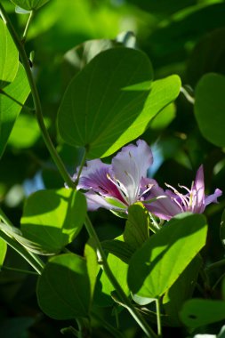 Yapraklar, meyveler, çiçekler, pata-de-vaca olarak bilinen ağacın tohumları (Bauhinia variegata)