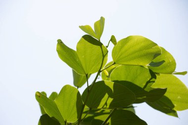 Yapraklar, meyveler, çiçekler, pata-de-vaca olarak bilinen ağacın tohumları (Bauhinia variegata)