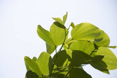 Yapraklar, meyveler, çiçekler, pata-de-vaca olarak bilinen ağacın tohumları (Bauhinia variegata)