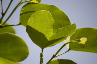 Yapraklar, meyveler, çiçekler, pata-de-vaca olarak bilinen ağacın tohumları (Bauhinia variegata)