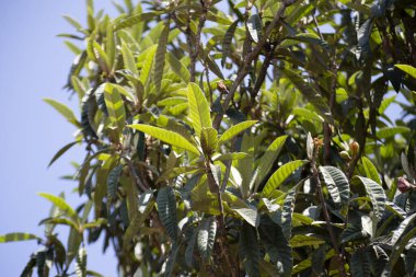 Tohumlarını, olgun ve yeşil meyvelerini gösteren erik veya lokuat ağacı (Eriobotrya japonica) meyve verme evresinde