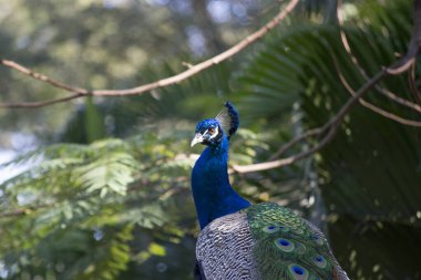 Tavuskuşu (Pavo kristali) yoğun, çok renkli renklerle ve beyaz, mavi, yeşil, altın veya siyah tonlarıyla coşkulu tüylere sahiptir..
