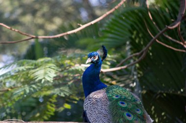 Tavuskuşu (Pavo kristali) yoğun, çok renkli renklerle ve beyaz, mavi, yeşil, altın veya siyah tonlarıyla coşkulu tüylere sahiptir..