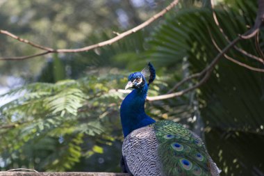 Tavuskuşu (Pavo kristali) yoğun, çok renkli renklerle ve beyaz, mavi, yeşil, altın veya siyah tonlarıyla coşkulu tüylere sahiptir..