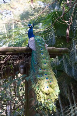 Tavuskuşu (Pavo kristali) yoğun, çok renkli renklerle ve beyaz, mavi, yeşil, altın veya siyah tonlarıyla coşkulu tüylere sahiptir..