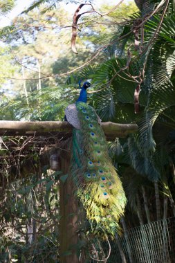 Tavuskuşu (Pavo kristali) yoğun, çok renkli renklerle ve beyaz, mavi, yeşil, altın veya siyah tonlarıyla coşkulu tüylere sahiptir..