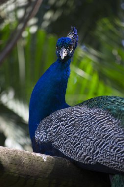 Tavuskuşu (Pavo kristali) yoğun, çok renkli renklerle ve beyaz, mavi, yeşil, altın veya siyah tonlarıyla coşkulu tüylere sahiptir..