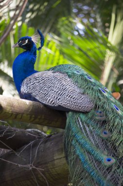 Tavuskuşu (Pavo kristali) yoğun, çok renkli renklerle ve beyaz, mavi, yeşil, altın veya siyah tonlarıyla coşkulu tüylere sahiptir..