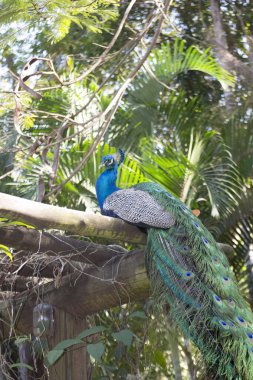Tavuskuşu (Pavo kristali) yoğun, çok renkli renklerle ve beyaz, mavi, yeşil, altın veya siyah tonlarıyla coşkulu tüylere sahiptir..