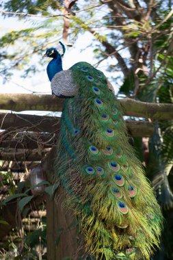 Tavuskuşu (Pavo kristali) yoğun, çok renkli renklerle ve beyaz, mavi, yeşil, altın veya siyah tonlarıyla coşkulu tüylere sahiptir..