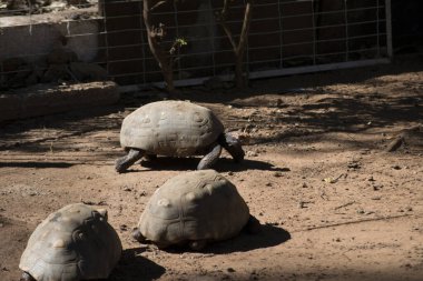 Kaplumbağa (Chelonoidis nigra) yerde yürüyor
