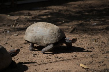 Kaplumbağa (Chelonoidis nigra) yerde yürüyor