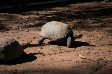 Kaplumbağa (Chelonoidis nigra) yerde yürüyor