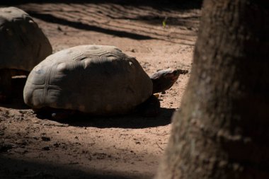 Kaplumbağa (Chelonoidis nigra) yerde yürüyor