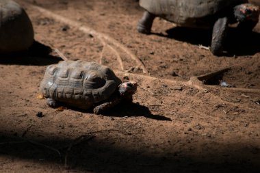 Kaplumbağa (Chelonoidis nigra) yerde yürüyor