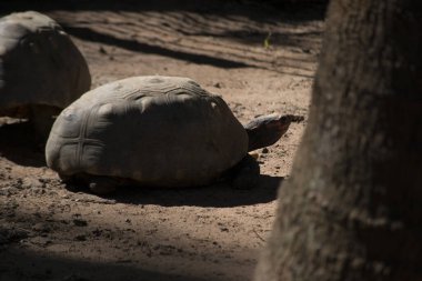Kaplumbağa (Chelonoidis nigra) yerde yürüyor