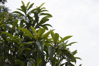 Meyve verme aşamasında erik veya lokuat ağacı (Eriobotrya japonica) tohumlarını gösterir.