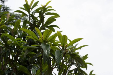 Meyve verme aşamasında erik veya lokuat ağacı (Eriobotrya japonica) tohumlarını gösterir.