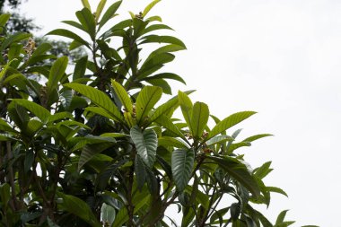 Meyve verme aşamasında erik veya lokuat ağacı (Eriobotrya japonica) tohumlarını gösterir.