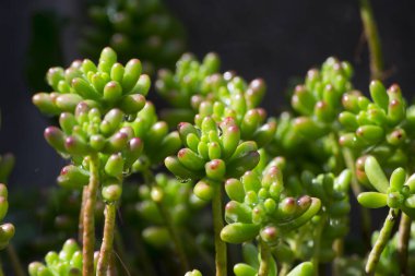 Brezilya 'da Sedum Rubrotinctum veya Sedum Rubrotinctum' un (kızın parmağı) birçok yeşil ve kırmızı çöl bitkisinin yakın çekimi.