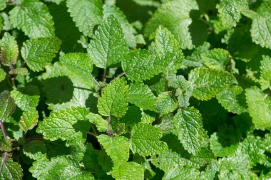 Birçok gerçek limon merhemi yaprağının (Melissa officinalis) arka planında tam güneş altında yetişir..
