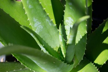 Aloe vera (Aloe vera) olarak bilinen bitkinin çoklu etli yaprakları)