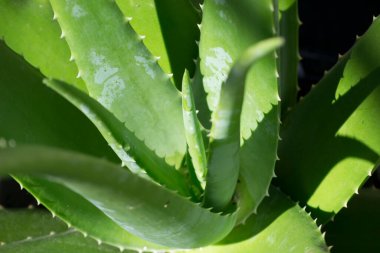 Aloe vera (Aloe vera) olarak bilinen bitkinin çoklu etli yaprakları)