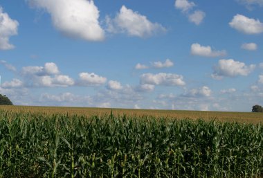 Darı tarlasında (Zea mays) büyük ölçekte, çiçeklenme aşamasında yetiştirilir..