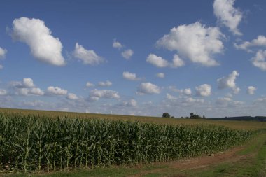 Darı tarlasında (Zea mays) büyük ölçekte, çiçeklenme aşamasında yetiştirilir..