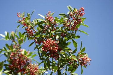 Aroeira ya da mastik ağaç (Schinus terebinthifolia) ve pembe biber tohumları olarak bilinen bitkinin detayları