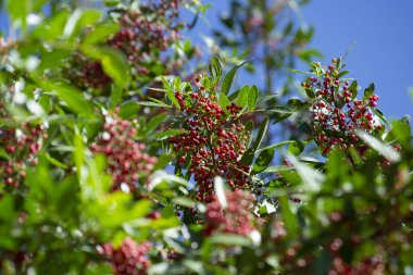 Aroeira ya da mastik ağaç (Schinus terebinthifolia) ve pembe biber tohumları olarak bilinen bitkinin detayları