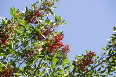 Aroeira ya da mastik ağaç (Schinus terebinthifolia) ve pembe biber tohumları olarak bilinen bitkinin detayları
