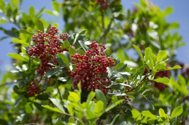 Aroeira ya da mastik ağaç (Schinus terebinthifolia) ve pembe biber tohumları olarak bilinen bitkinin detayları