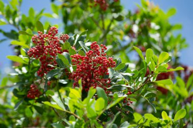 Aroeira ya da mastik ağaç (Schinus terebinthifolia) ve pembe biber tohumları olarak bilinen bitkinin detayları