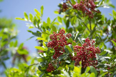Aroeira ya da mastik ağaç (Schinus terebinthifolia) ve pembe biber tohumları olarak bilinen bitkinin detayları