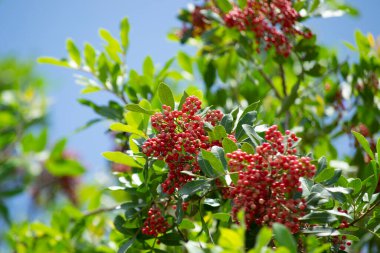 Aroeira ya da mastik ağaç (Schinus terebinthifolia) ve pembe biber tohumları olarak bilinen bitkinin detayları