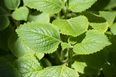 Malvarisco (Plectranthus amboinicus Lour) olarak bilinen bitkinin yaprakları. organik substrat.
