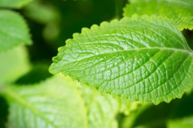 Malvarisco (Plectranthus amboinicus Lour) olarak bilinen bitkinin yaprakları. organik substrat.