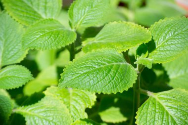 Malvarisco (Plectranthus amboinicus Lour) olarak bilinen bitkinin yaprakları. organik substrat.