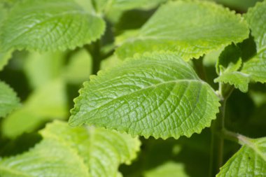 Malvarisco (Plectranthus amboinicus Lour) olarak bilinen bitkinin yaprakları. organik substrat.