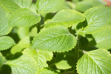 Malvarisco (Plectranthus amboinicus Lour) olarak bilinen bitkinin yaprakları. organik substrat.